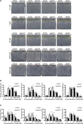 Casparian strips prevent apoplastic diffusion of boric acid into root steles for excess B tolerance